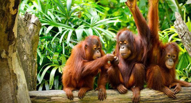 Greenpeace: orangutany giną przez ciastka Oreo