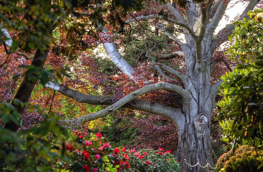 Buk "Serce Ogrodu" jest faworytem w konkursie na Europejskie Drzewo Roku