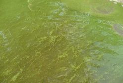 Sinice nad Bałtykiem. Gdzie nie można się kąpać?