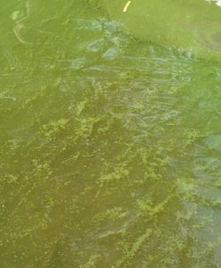 Sinice nad Bałtykiem. Gdzie nie można się kąpać?