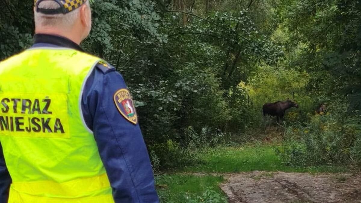 Strażnicy miejscy interweniujący do spacerujących łosi po Lublinie