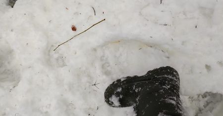 Jeszcze nie śpią. Leśnicy pokazali dowód