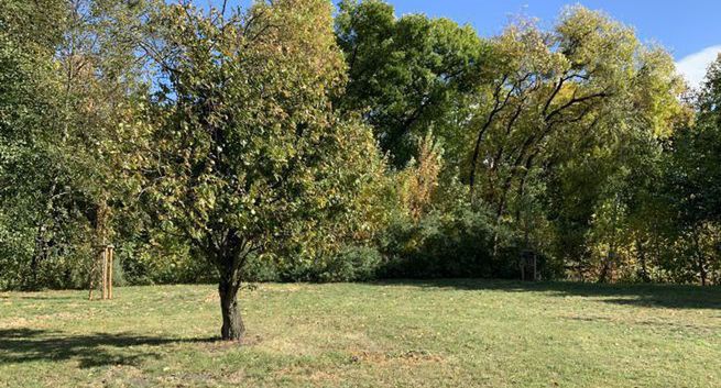 Lasy państwowe szukają agencji mediowej