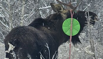 Leśnicy pokazali łosia. Spójrzcie, co miał na sobie. "Wyraźny sygnał"