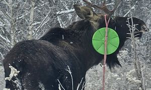 Leśnicy pokazali łosia. Spójrzcie, co miał na sobie. "Wyraźny sygnał"