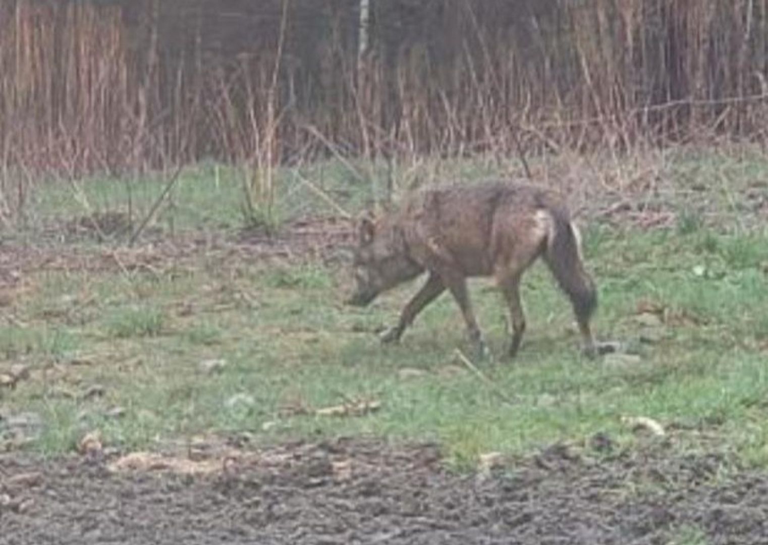 Burmistrz ostrzega mieszkańców. "Grzybiarze natknęli się na wilki"