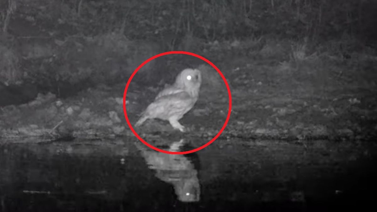 Nagranie z puszczykiem zaskoczyło leśników