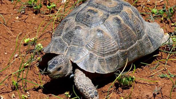 Jak przyspieszyć pobieranie plików w sieci BitTorrent? 1