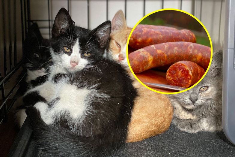 Filety i szynka z kota. Kocia masarnia reklamuje się w internecie