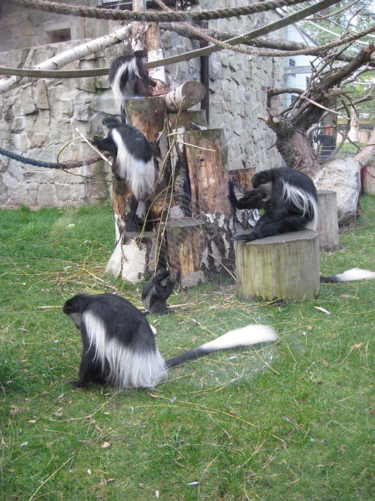 Śląski Ogród Zoologiczny w Chorzowie