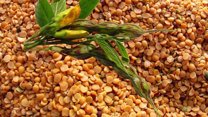 Surowa nikla indyjska (młode ziarna)