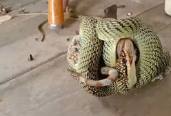 Wąż kontra jaszczurka. Dramatyczny pojedynek przed domem w Tajlandii