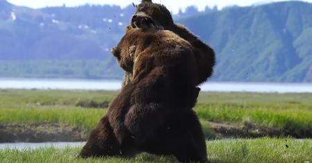 Zażarta walka niedźwiedzi grizzly. Fotograf nie mógł oderwać oczu