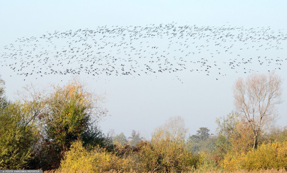 Do Polski mogą dotrzeć zakażone ptaki