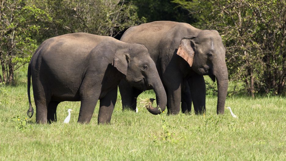 Yala National Park - Sri Lanka - 14 February 2014; Yala National Park is a large wildlife reserve in southeast Sri Lanka, lagoons bordering the Indian Ocean. It includes a wide variety of ecosystems including forest, grassland, wetlands and coastal lagoons. The park is home to diverse wildlife including leopards, elephants, water buffalo and crocodiles, as well as hundreds of bird species. Pre-pandemic, it hosted many wildlife safaris. Here we see some of its Asian Elephants (elephas maximus maximus). The Sri Lankan elephant is one of three recognised subspecies of the Asian elephant, and native to Sri Lanka. It is so good to see these wondrous creatures roaming free in their natural habitats. (Photo by: Planet One Images/Universal Images Group via Getty Images)