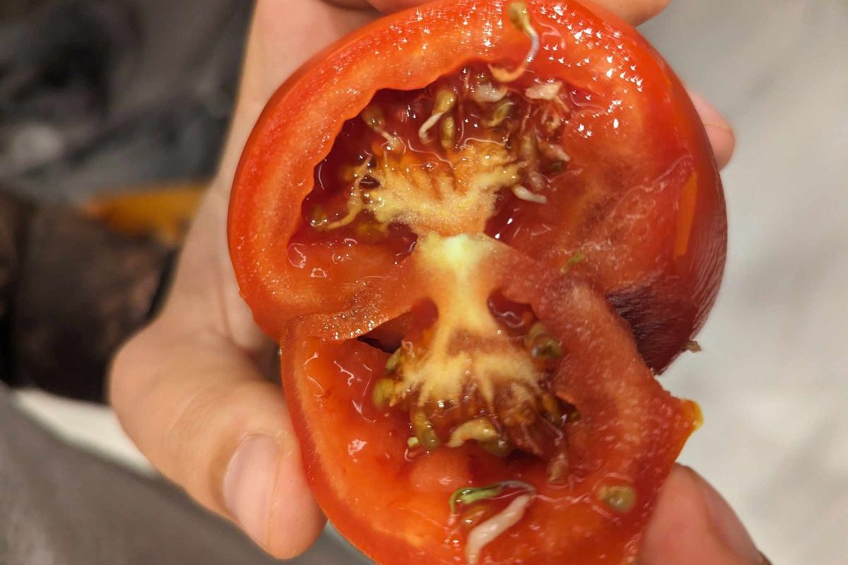 Skąd się biorą kiełki w pomidorach? 