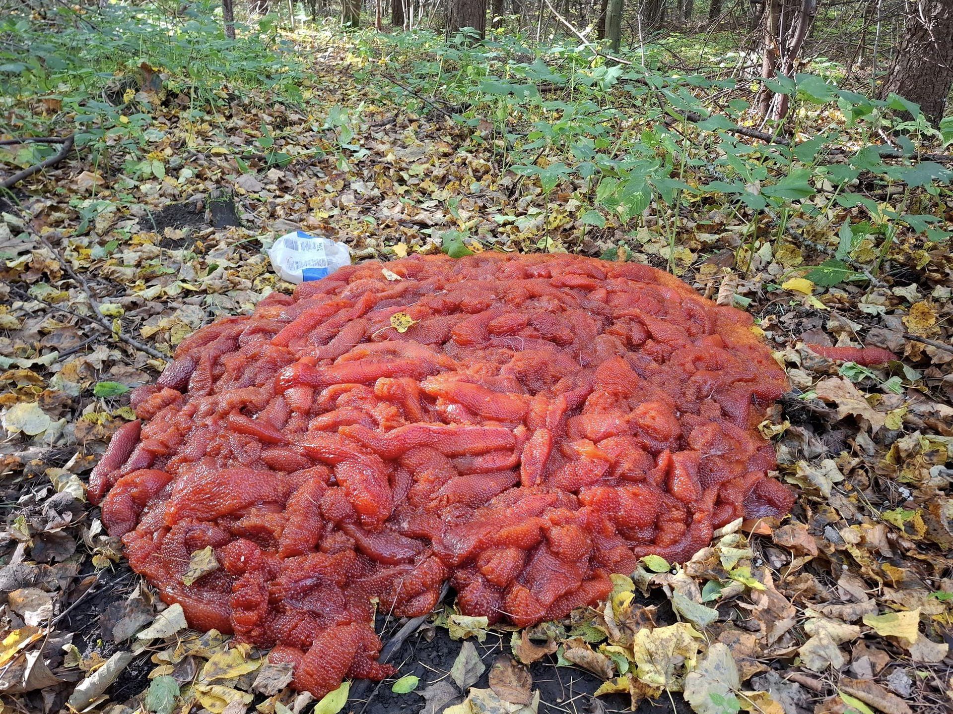 Straż Leśna szuka podejrzanego