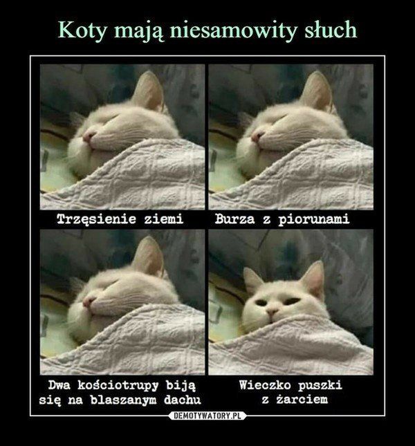 Memy na Dzień Kota