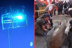 Wydobyli skarb z 300-letniego wraku. Odkrycie z dna Morza Karaibskiego