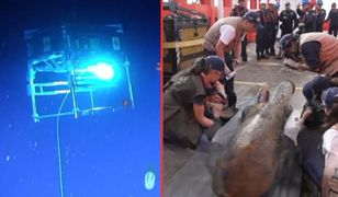 Wydobyli skarb z 300-letniego wraku. Odkrycie z dna Morza Karaibskiego