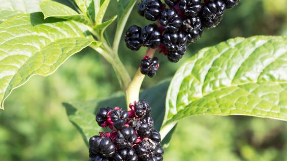 Gotowana szkarłatka bez dodatku soli, odsączona