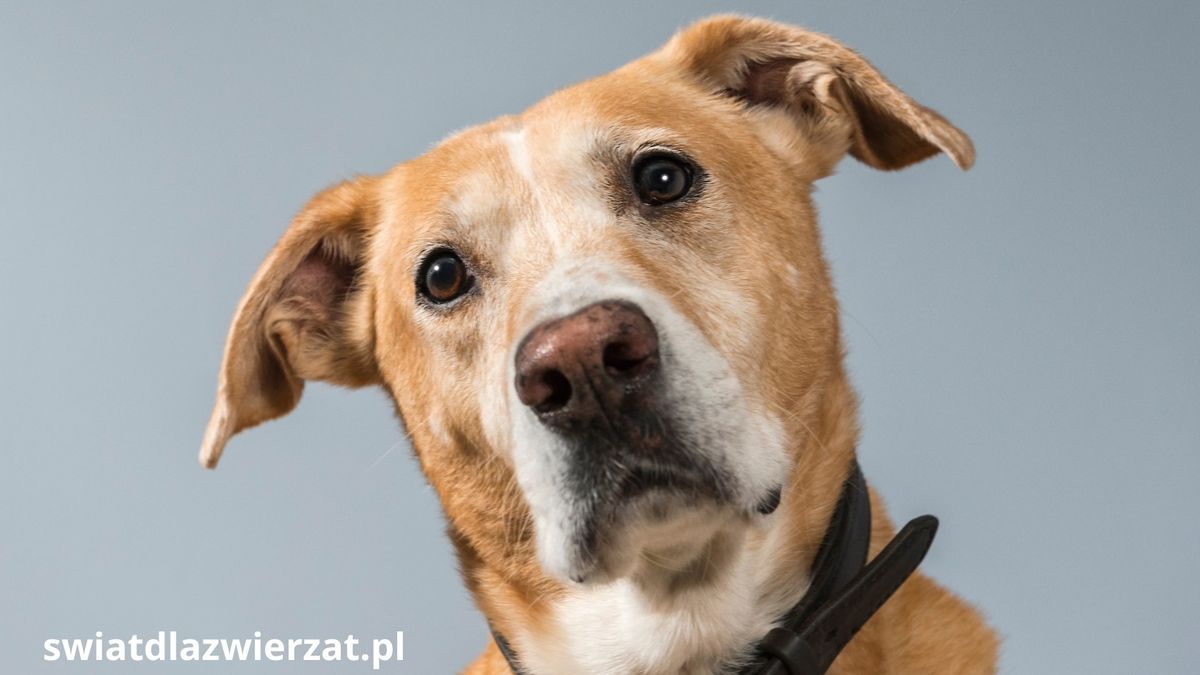 Psy potrafią podsłuchiwać rozmowy ludzi