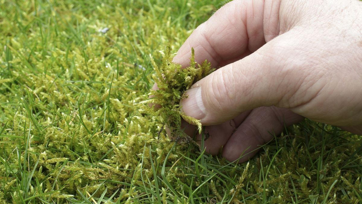 Jak usunąć mech z trawnika?