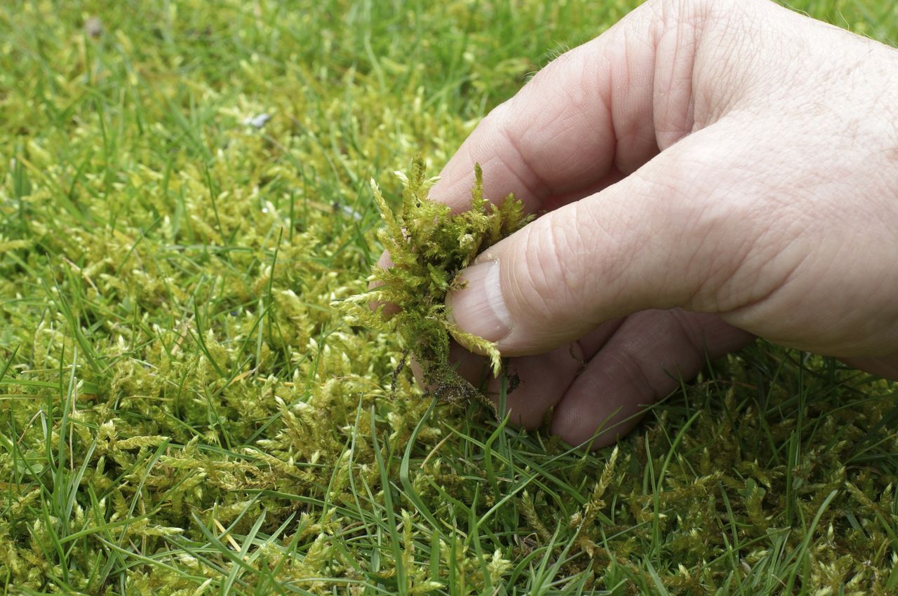 Jak usunąć mech z trawnika? Sposób jest prosty