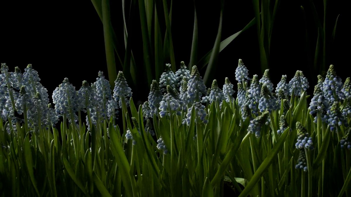 Piękno rozkwitających kwiatów w filmie poklatkowym. Zobaczcie, jak powstał 1