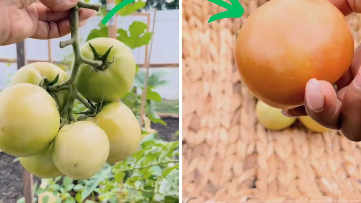 Tiktokerka zdradziła patent na dojrzałe pomidory.