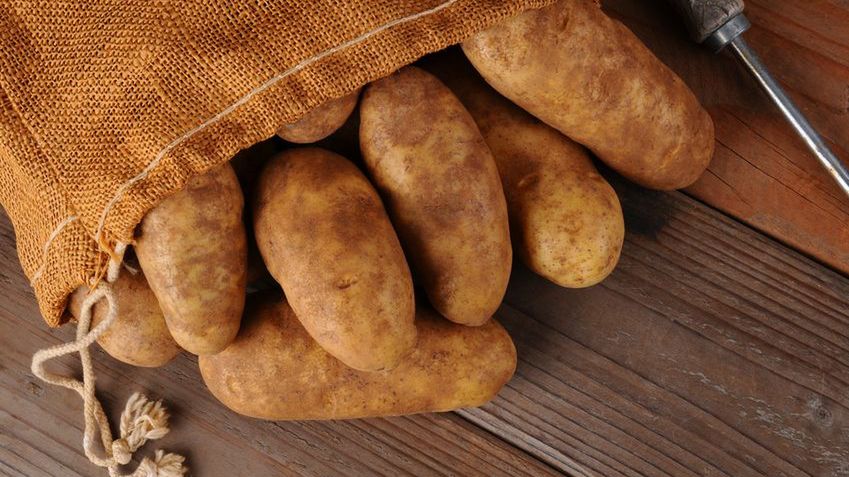 Surowe ziemniaki Russet Burbank ze skórką