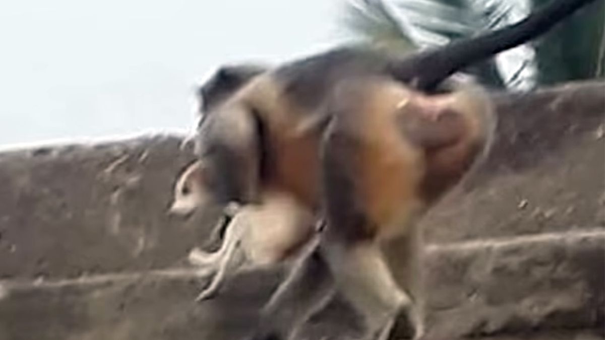 Małpy porywają psy i zrzucają je z dużej wysokości