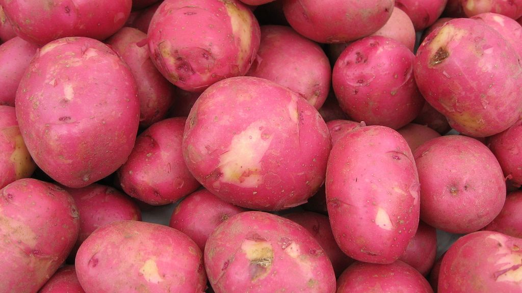 Surowe czerwone ziemniaki ze skórką