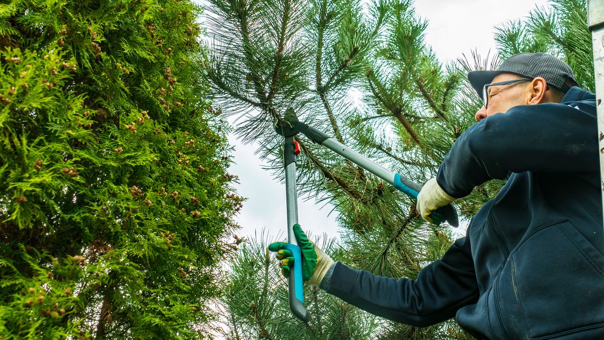 Czy można wyciąć gałęzie z działki sąsiada?
