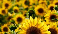 Śląskie. Równe szanse dla 41 miast w trosce o klimat