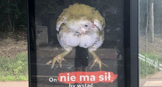 Stowarzyszenie Otwarte Klatki walczy o wolność dla kurczaków z hodowli przemysłowej