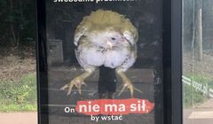 Stowarzyszenie Otwarte Klatki walczy o wolność dla kurczaków z hodowli przemysłowej