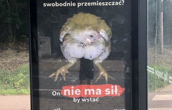 Stowarzyszenie Otwarte Klatki walczy o wolność dla kurczaków z hodowli przemysłowej