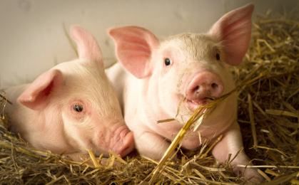 Rosja ma coraz więcej problemów z afrykańskim pomorem świń