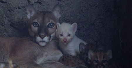 Puma-albinos przyszła na świat w Nikaragui. Zwierzę jest ekstremalnie rzadkie