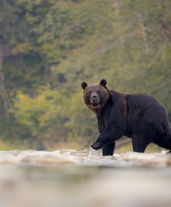 Odstrzał niedźwiedzi w Rumunii. Sprawa trafi do Parlamentu Europejskiego