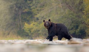 Odstrzał niedźwiedzi w Rumunii. Sprawa trafi do Parlamentu Europejskiego
