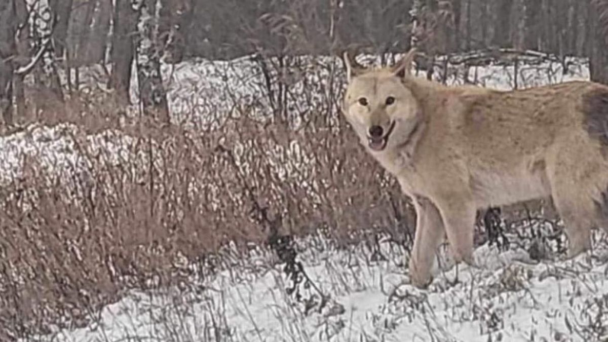 Hybryda wilka i psa była widziana w Łabiszynie