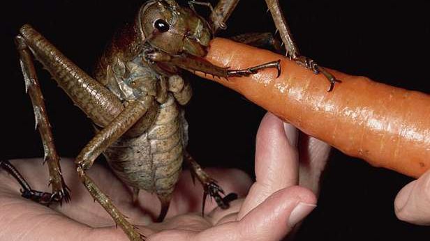 Najcięższy owad świata. Oddasz mu swoją marchewkę? 1