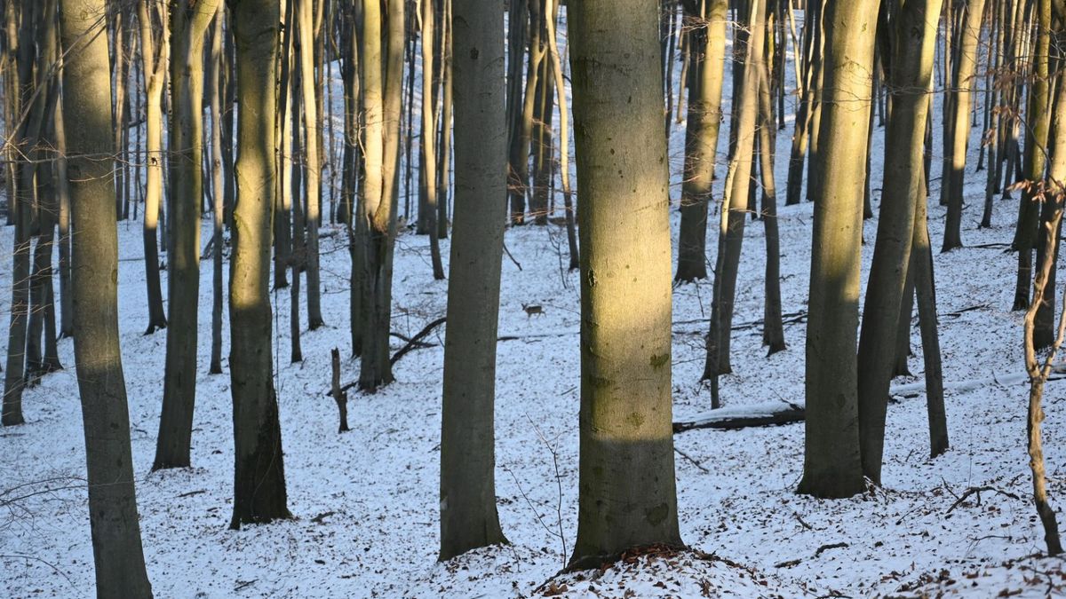 Pokazali zagadkę z lasu