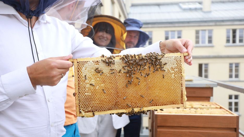 III Święto Miodu Województwa Śląskiego w Bielsku-Białej!