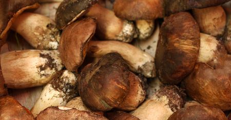 Powszechny mit o grzybach obalony. Wcale nie są bezwartościowe