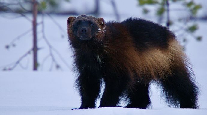 Daleka Północ odkryta na nowo