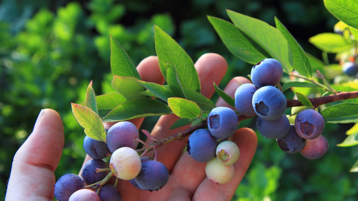 Tani nawóz do borówek