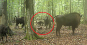 Żubr ma jednak naturalnych wrogów? Fotopułapka nagrała rzadką scenę